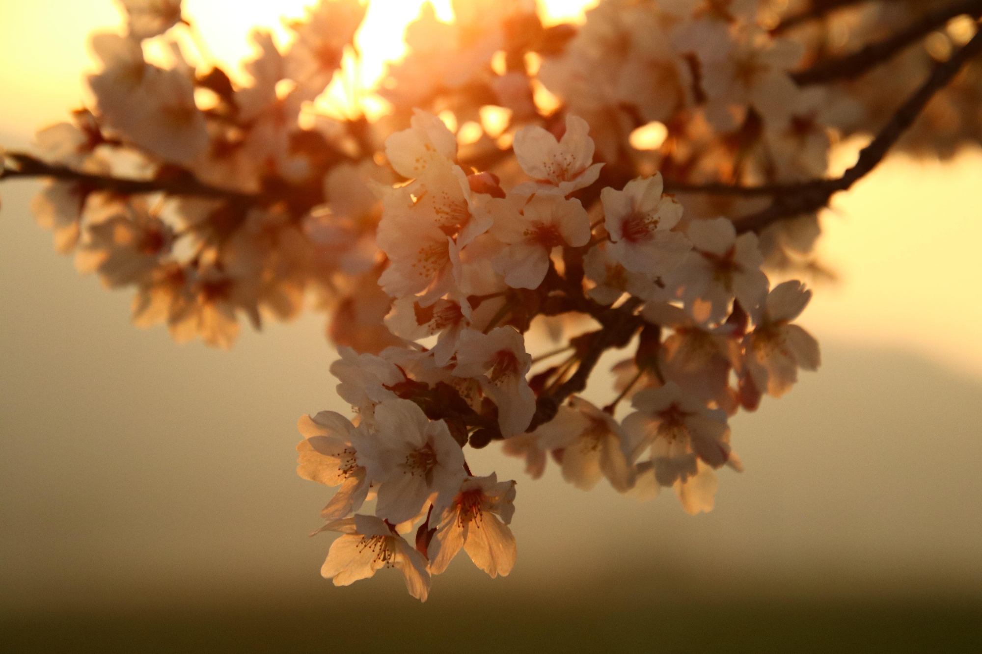 日本の皆様への感謝